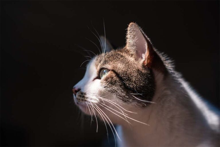 Как стричь когти коту: Полное руководство Как стричь когти коту